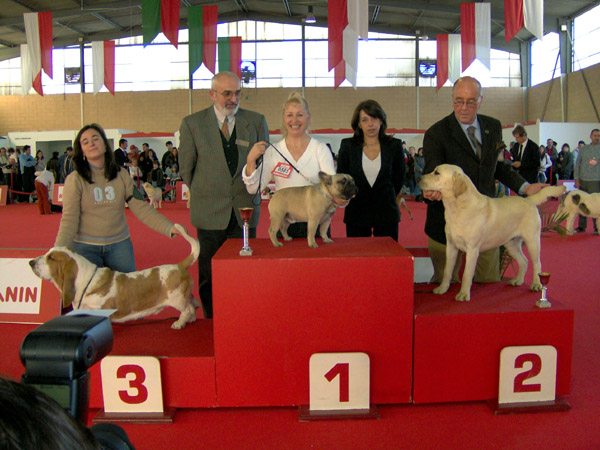 El Mejor Macho de bulldogs franceses Fawn, Campeon Fozzy.